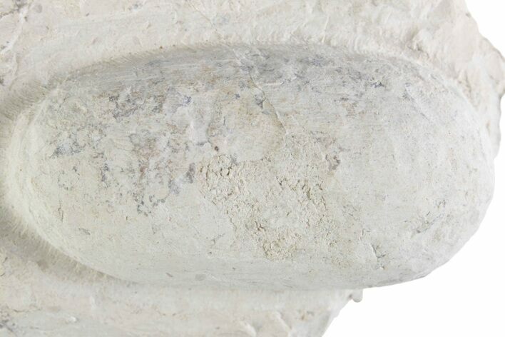 Eocene Fossil Crocodile Egg - Bouxwiller, France #366872